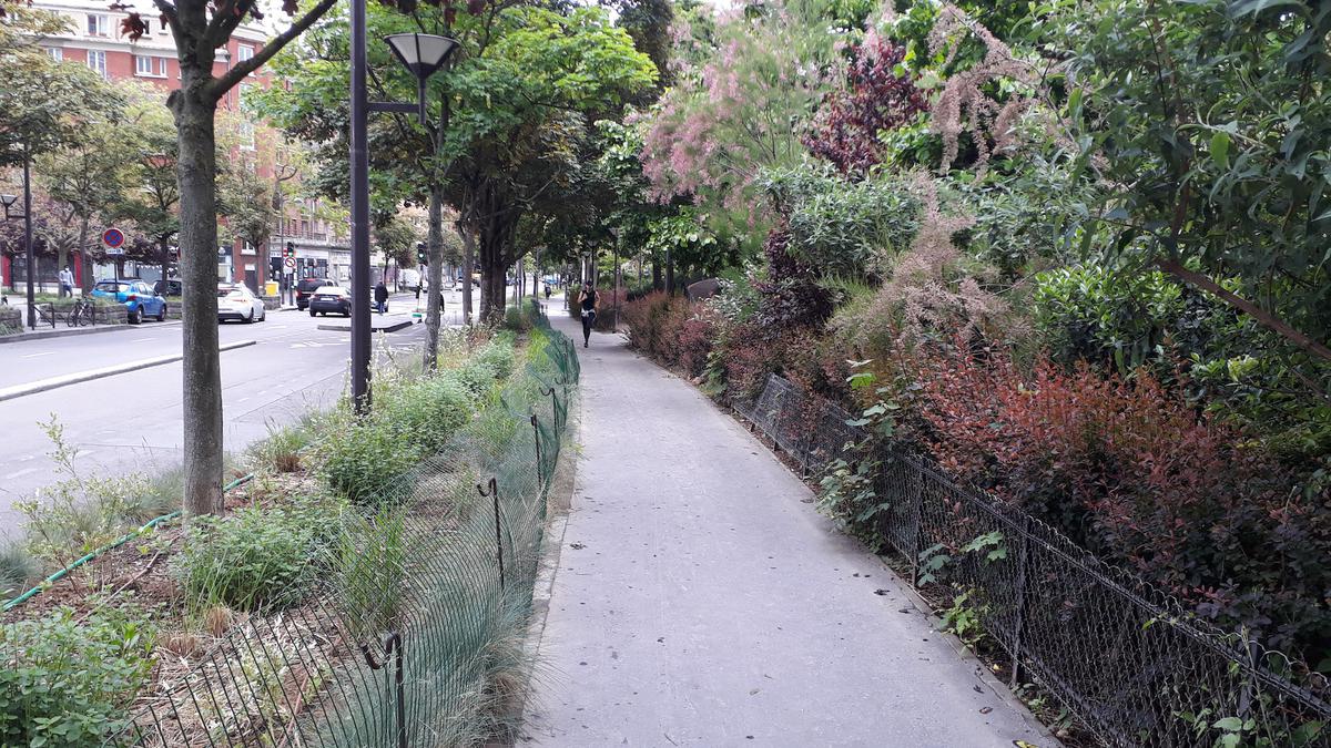 Ensemble végétal structuré avec strates arborescentes, arbustive et herbacée, rue Vercingétorix (Paris 14ᵉ).