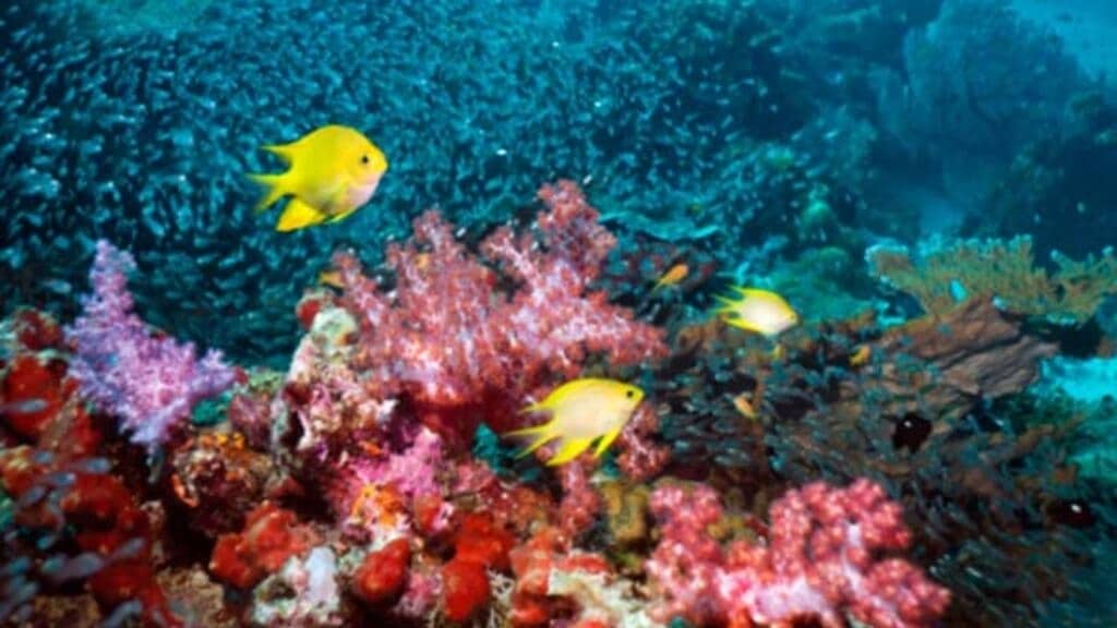 , Actus françaises: La survie des récifs de coraux menacés par un nouveau massif de blanchiment